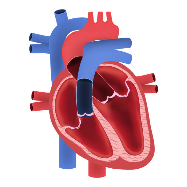 heart valve disease treatment